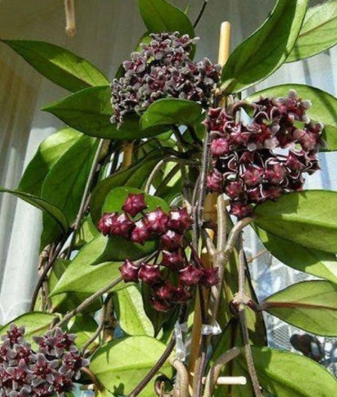 Hoya pavicalix (Black) 10 Pieces Seeds