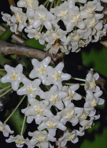 Hoya monetteae 10 Pieces Seeds