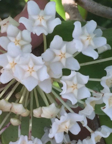 Hoya monetteae 10 Pieces Seeds