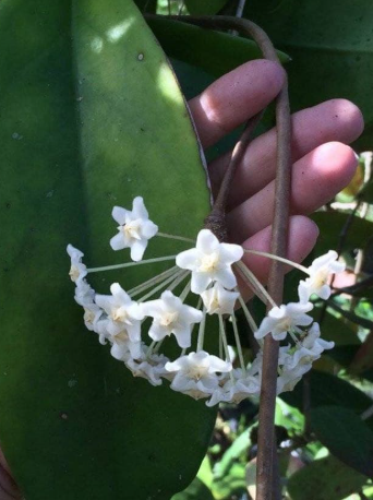 Hoya monetteae 10 Pieces Seeds
