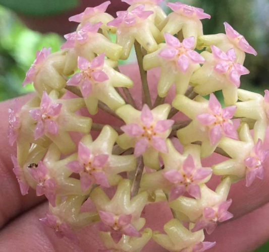 Hoya cv Nelinae 10 Pieces Seeds