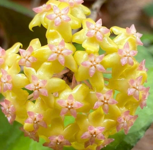 Hoya cv Nelinae 10 Pieces Seeds