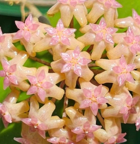 Hoya cv Nelinae 10 Pieces Seeds
