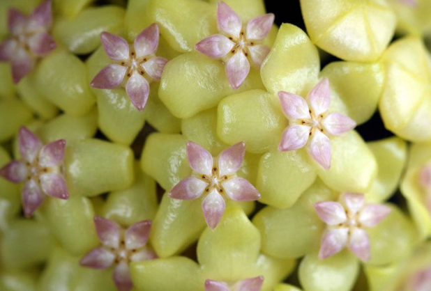 Hoya cv Nelinae 10 Pieces Seeds