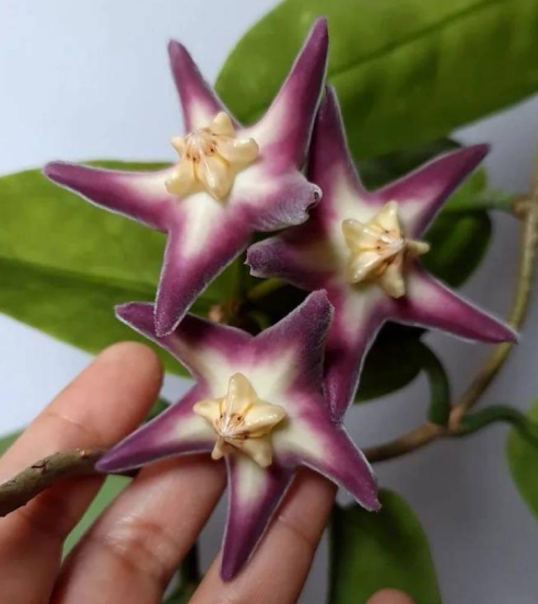 Hoya Stanakei Sakura 10 Pieces Seeds