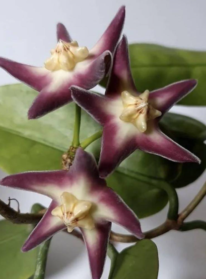 Hoya Stanakei Sakura 10 Pieces Seeds