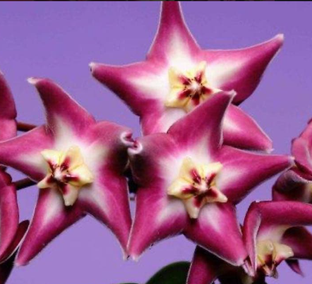 Hoya Stanakei Sakura 10 Pieces Seeds