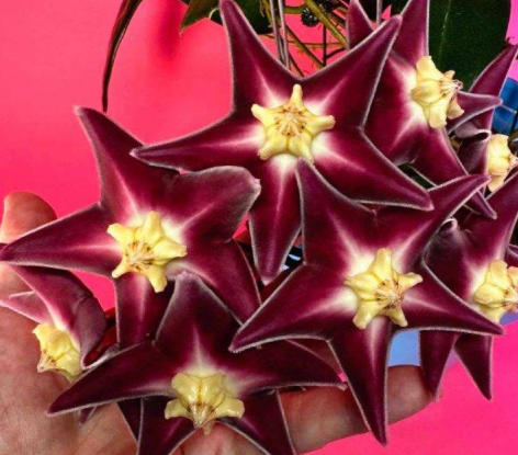 Hoya Stanakei Sakura 10 Pieces Seeds