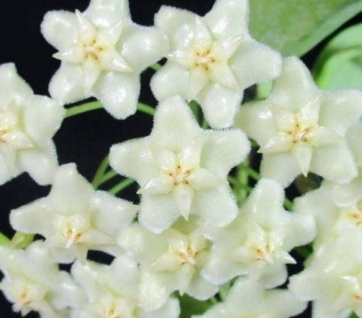 Hoya pubicalyx White Dragon 10 Pieces Seeds