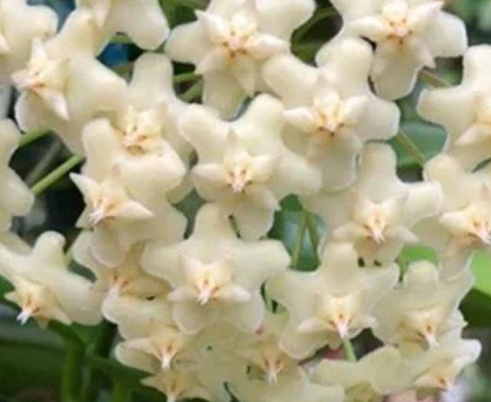 Hoya pubicalyx White Dragon 10 Pieces Seeds