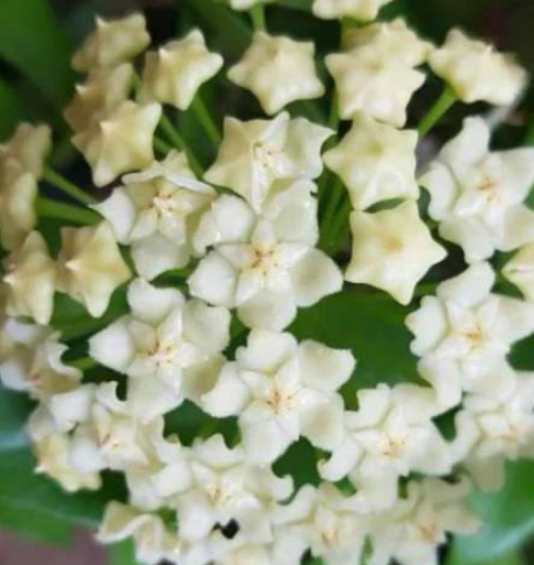 Hoya pubicalyx White Dragon 10 Pieces Seeds