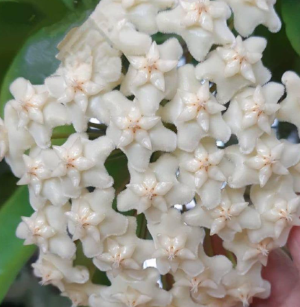Hoya pubicalyx White Dragon 10 Pieces Seeds