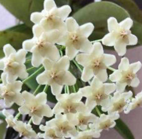 Hoya pubicalyx White Dragon 10 Pieces Seeds