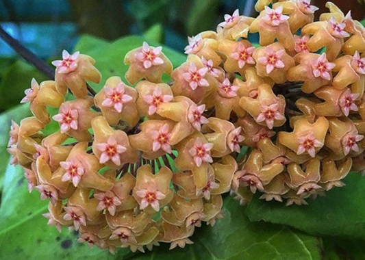 Hoya chunii 10 Pieces Seeds