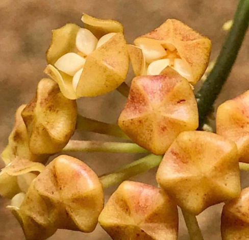 Hoya chunii 10 Pieces Seeds