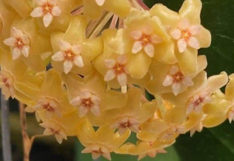 Hoya chunii 10 Pieces Seeds