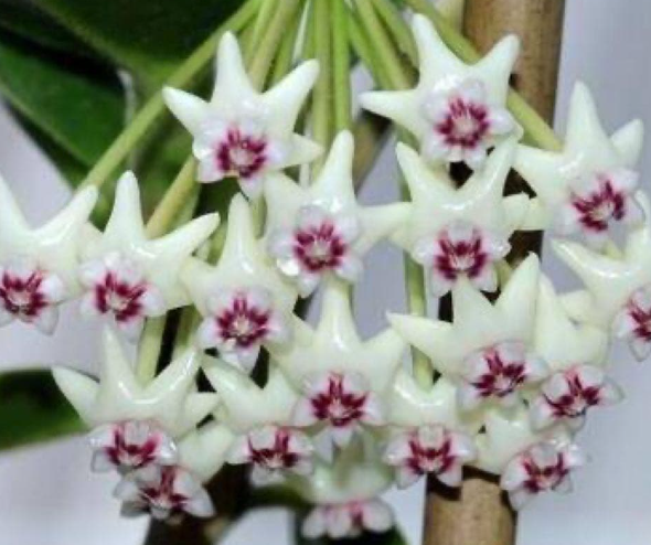Hoya golamcoana 10 Pieces Seeds
