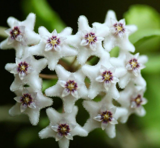 Hoya golamcoana 10 Pieces Seeds