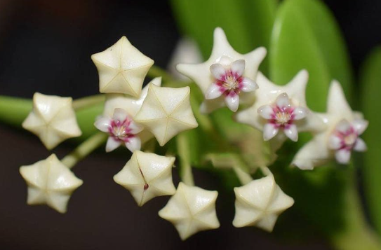 Hoya golamcoana 10 Pieces Seeds