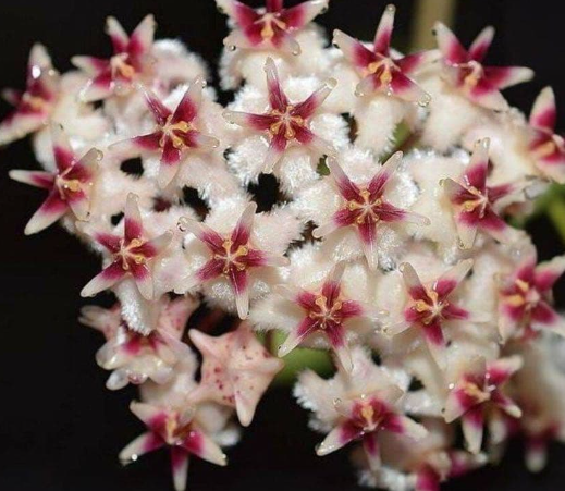 Hoya erythrostemma 10 Pieces Seeds
