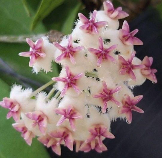 Hoya erythrostemma 10 Pieces Seeds