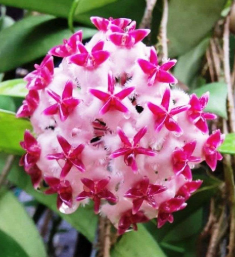 Hoya erythrostemma 10 Pieces Seeds