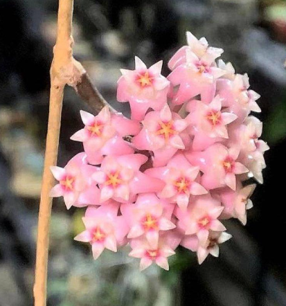 Hoya parasitica " Lite pink " 10 Pieces Seeds