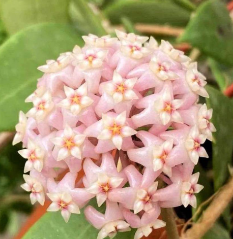 Hoya parasitica " Lite pink " 10 Pieces Seeds