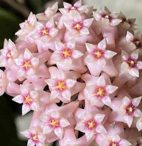 Hoya parasitica " Lite pink " 10 Pieces Seeds