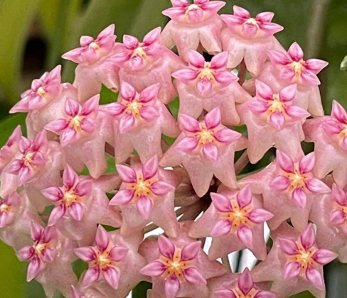 Hoya parasitica " Lite pink " 10 Pieces Seeds
