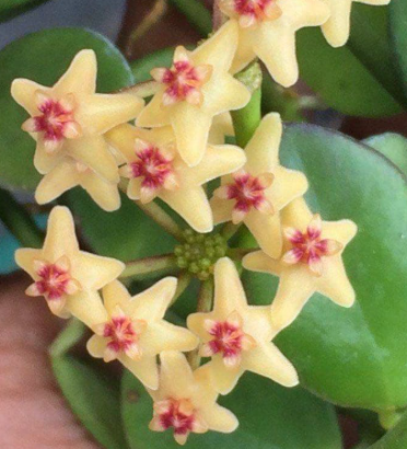 Hoya collina 10 Pieces Seeds