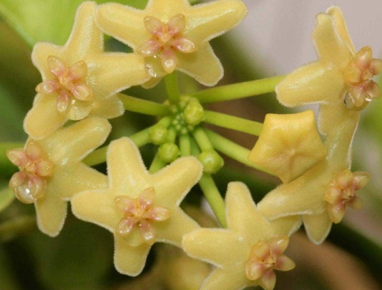 Hoya collina 10 Pieces Seeds