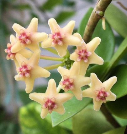 Hoya collina 10 Pieces Seeds