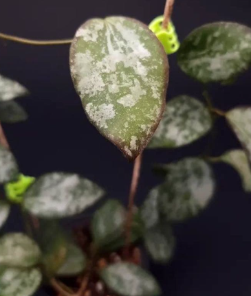 Hoya collina 10 Pieces Seeds