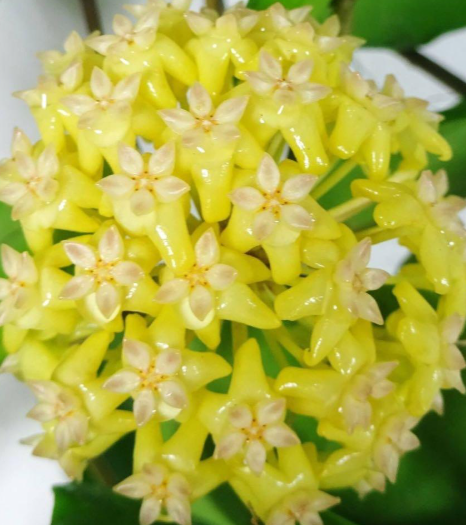 Hoya fitchii Yellow Form 10 Pieces Seeds