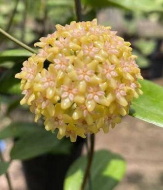 Hoya fitchii Yellow Form 10 Pieces Seeds