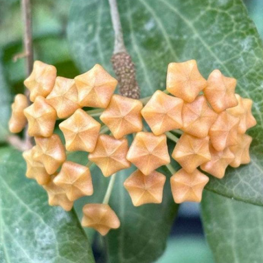 Hoya fitchii Yellow Form 10 Pieces Seeds
