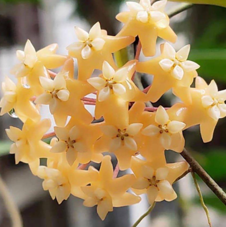 Hoya fitchii Yellow Form 10 Pieces Seeds