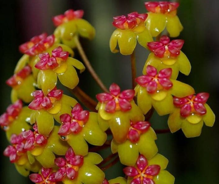 Hoya soligamiana 10 Pieces Seeds