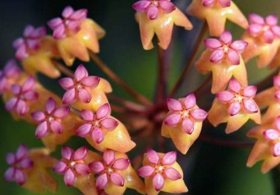 Hoya soligamiana 10 Pieces Seeds