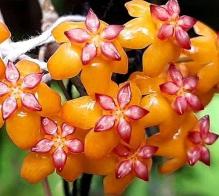 Hoya soligamiana 10 Pieces Seeds