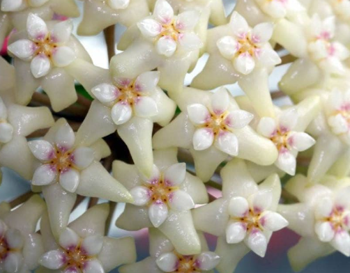 Hoya pottsii ‘Thailand’ 10 Pieces Seeds