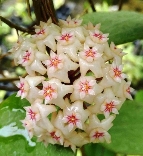 Hoya pottsii ‘Thailand’ 10 Pieces Seeds