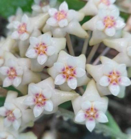 Hoya pottsii ‘Thailand’ 10 Pieces Seeds