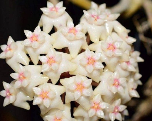 Hoya pottsii ‘Thailand’ 10 Pieces Seeds
