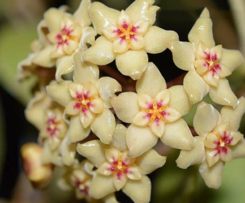 Hoya limoniaca 10 Pieces Seeds