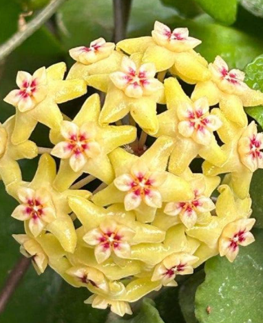 Hoya limoniaca 10 Pieces Seeds