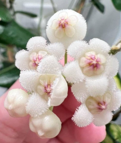 Hoya Rotundiflora 10 Pieces Seeds