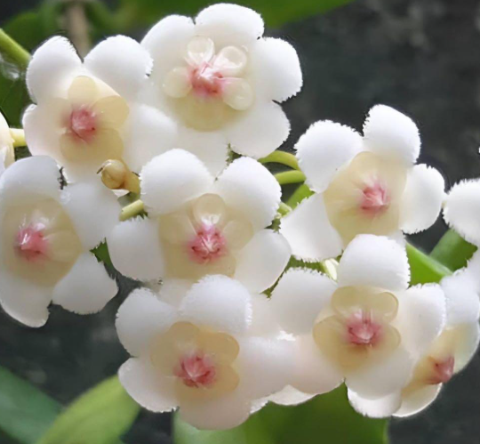 Hoya Rotundiflora 10 Pieces Seeds
