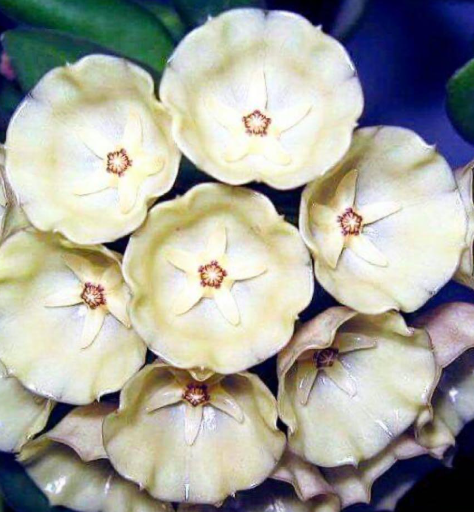 Hoya campanulata 10 Pieces Seeds